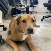 Thumbnail of Sitter T.