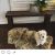 Sharon w - Review for Pet Hosting in Australia