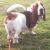 Ian & Colleen H - Review for Pet Hosting in Australia