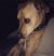 Jared H - Review for Pet Hosting in Australia