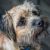 Philippa S - Review for Pet Hosting in Australia