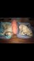 Kim G - Review for Pet Hosting in Australia