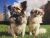 Scott T - Review for Pet Hosting in Australia