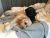 Julia M - Review for Pet Hosting in Australia