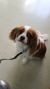 Lori F - Review for Pet Hosting in Australia