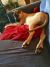 Karen M - Review for Pet Hosting in Australia