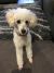 Sharon K - Review for Pet Hosting in Australia