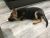 Maddie S - Review for Pet Hosting in Australia