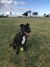 Stacey H - Review for Pet Hosting in Australia