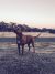 Kate F - Review for Pet Hosting in Australia