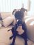 Deanna M - Review for Pet Hosting in Australia