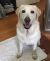 Samia T - Review for Pet Hosting in Australia