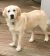 Deepa N - Review for Pet Hosting in Australia