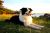 Vanessa M - Review for Pet Hosting in Australia