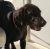 Alan I - Review for Pet Hosting in Australia