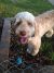 Melinda P - Review for Pet Hosting in Australia