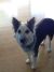 Leisa B - Review for Pet Hosting in Australia