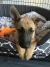 Bei W - Review for Pet Hosting in Australia