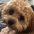 Marie N - Review for Pet Hosting in Australia