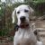 Garrick H - Review for Pet Hosting in Australia