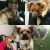 Danielle C - Review for Pet Hosting in Australia