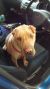 Kelly R - Review for Pet Hosting in Australia