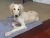 Claire S - Review for Pet Hosting in Australia
