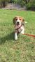 Sabrina Q - Review for Pet Hosting in Australia