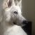 sophie h - Review for Pet Hosting in Australia