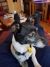 Trisha L - Review for Pet Hosting in Australia