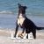 Jane B - Review for Pet Hosting in Australia