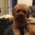 Golnar N - Review for Pet Hosting in Australia