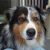 Dianne M - Review for Pet Hosting in Australia