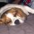 mike d - Review for Pet Hosting in Australia