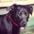 Chelsea G - Review for Pet Hosting in Australia