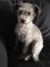 Michael Z - Review for Pet Hosting in Australia