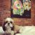 sarah p - Review for Pet Hosting in Australia