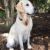 Thomas V - Review for Pet Hosting in Australia