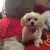 Michelle S - Review for Pet Hosting in Australia