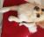 Ananda L - Review for Pet Hosting in Australia
