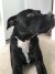 Irene N - Review for Pet Hosting in Australia