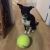 Taylor R - Review for Pet Hosting in Australia