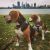 Shelley W - Review for Pet Hosting in Australia