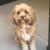 Amy T - Review for Pet Hosting in Australia