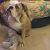 Margie D - Review for Pet Hosting in Australia