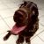 Andrea & David C - Review for Pet Hosting in Australia