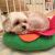 Kelly W - Review for Pet Hosting in Australia
