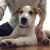 Joanne Y - Review for Pet Hosting in Australia