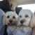 TRACY J - Review for Pet Hosting in Australia