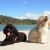 Karla E - Review for Pet Hosting in Australia